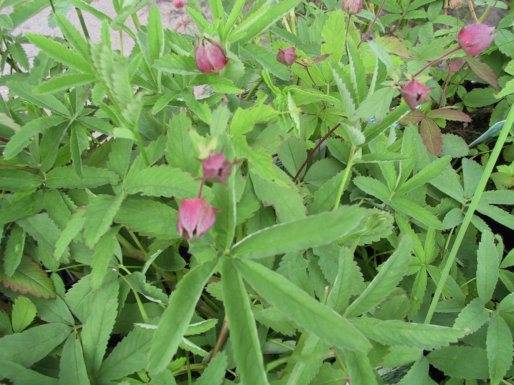 Potentilla palustre.jpg